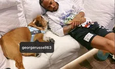 Thumbnail for article: Hamilton tagt per ongeluk Russell als zijn hond op Instagram